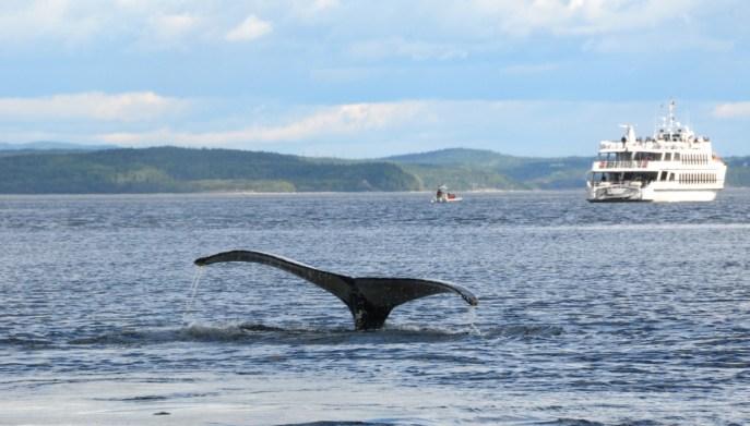 Baleine à bosse Tadoussac Québec