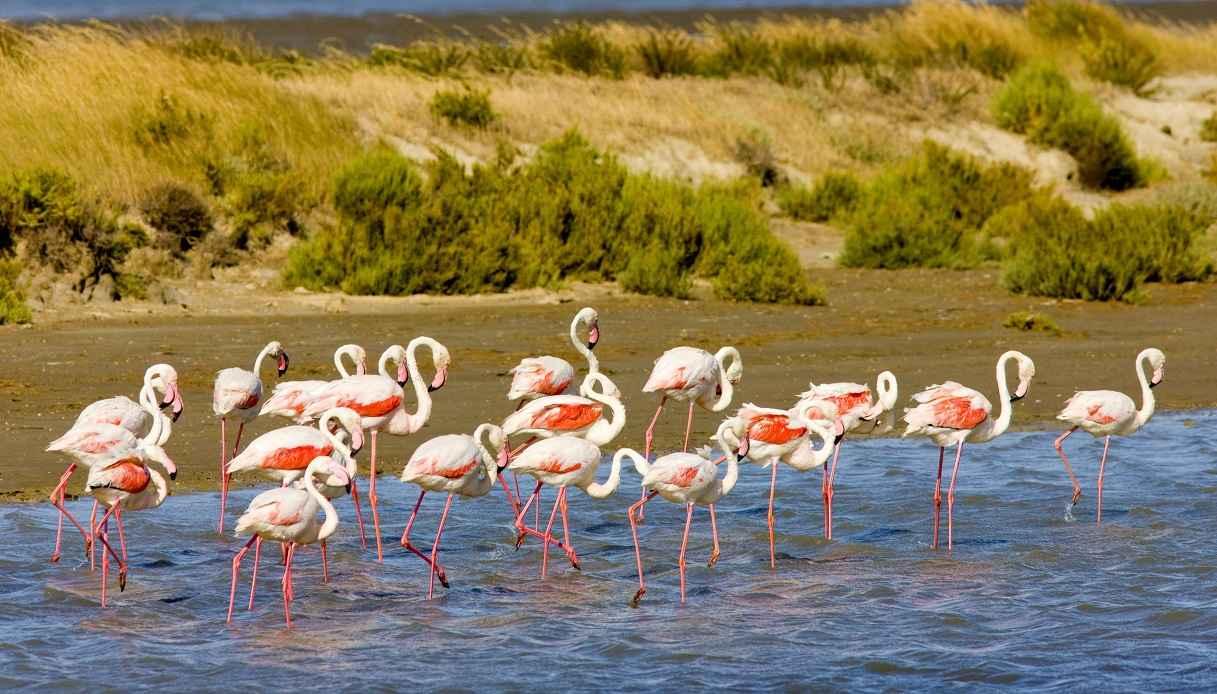 Camargue