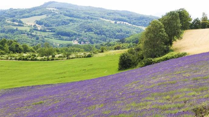 Diez lugares donde admirar los campos de lavanda en flor en Piemonte